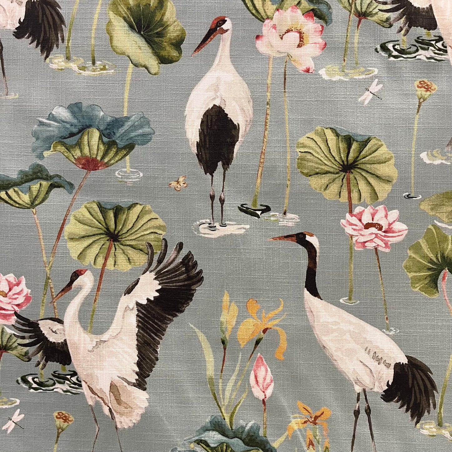 Sarus